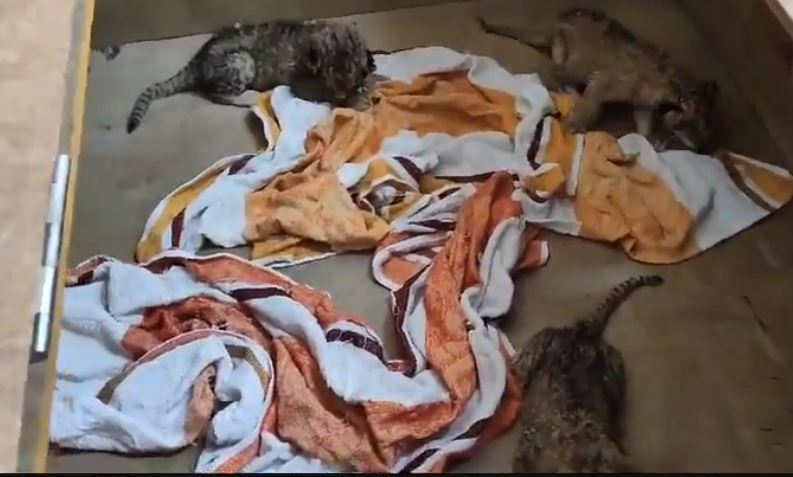 Lion Rewa gives birth to 3 cubs at Nandankanan