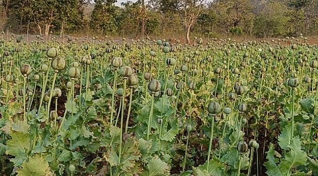 opium destroyed in Simlipal