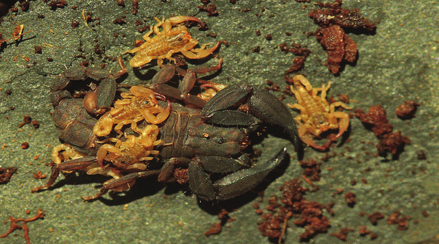 scorpion with eight eyes