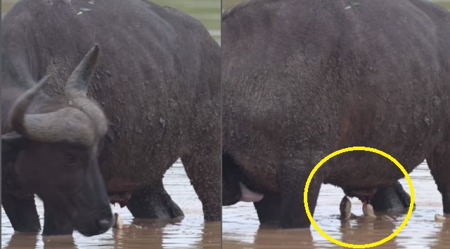 Buffalo being fed on by terrapins