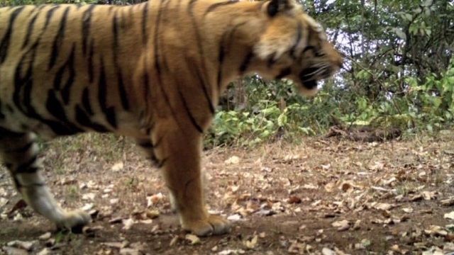 tiger in sundargarh