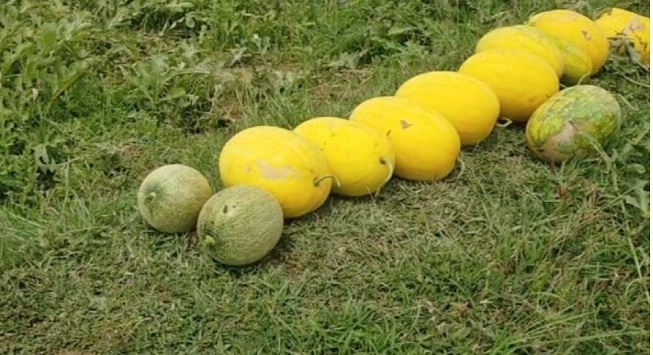 Yellow watermelon farming