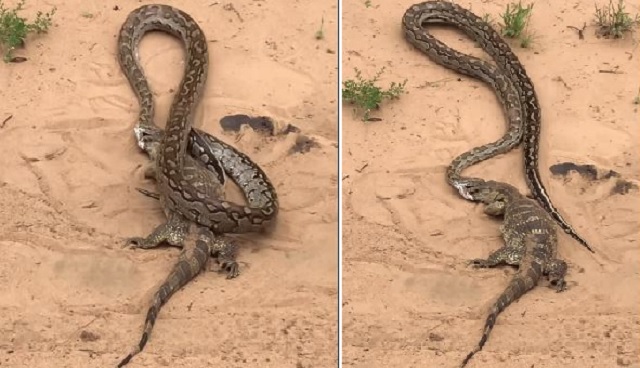 Python drags huge lizard