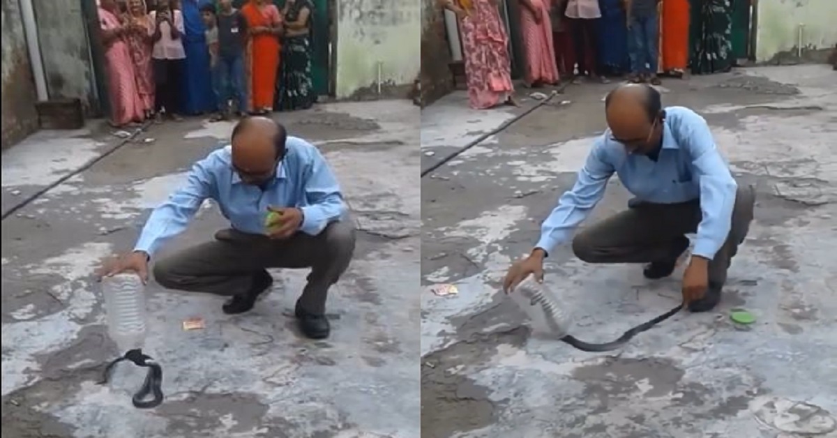 Man catching cobra in jar