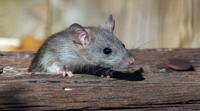 Rats ate ganja and bhang in Jharkhand