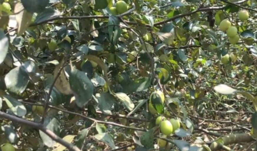 Thailand Ber Farming In Athagarh Of Odisha
