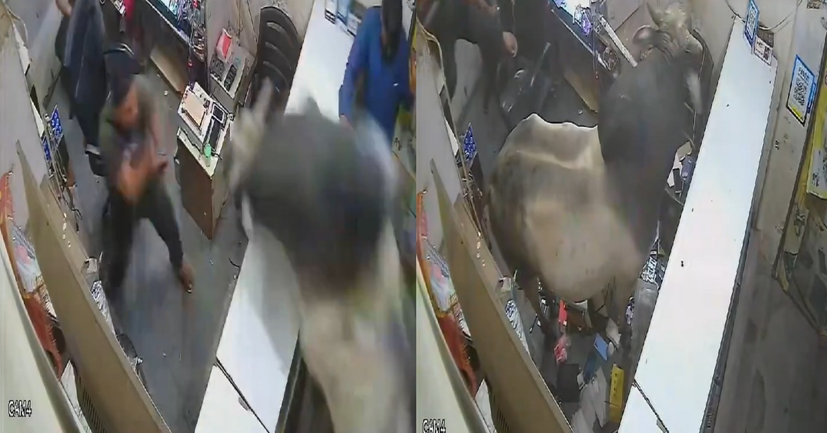 bull barges into mobile shop