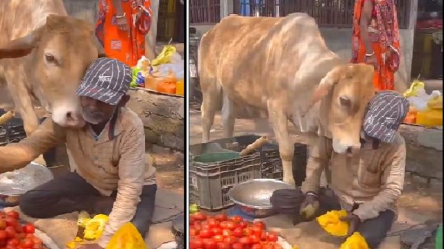 Cow showers love on vegetable vendor