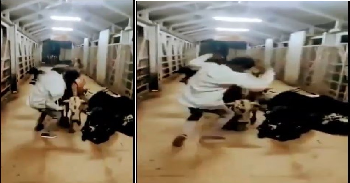 Cow kicks man who mistreated