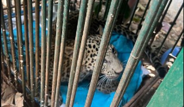 Leopard cub rescued in Bengaluru