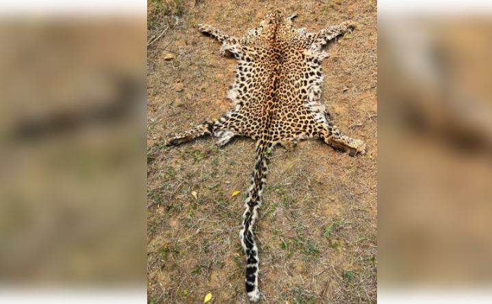 Two held with leopard skin