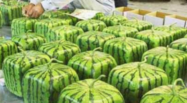 square watermelons