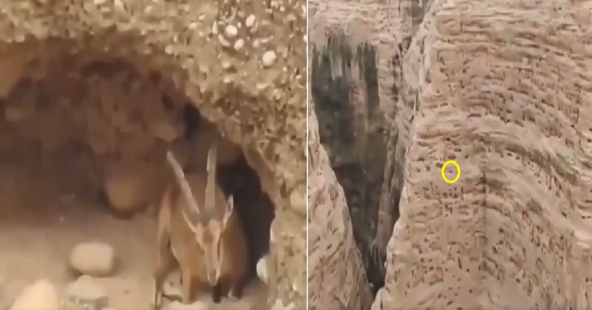 Goat climbing wall video