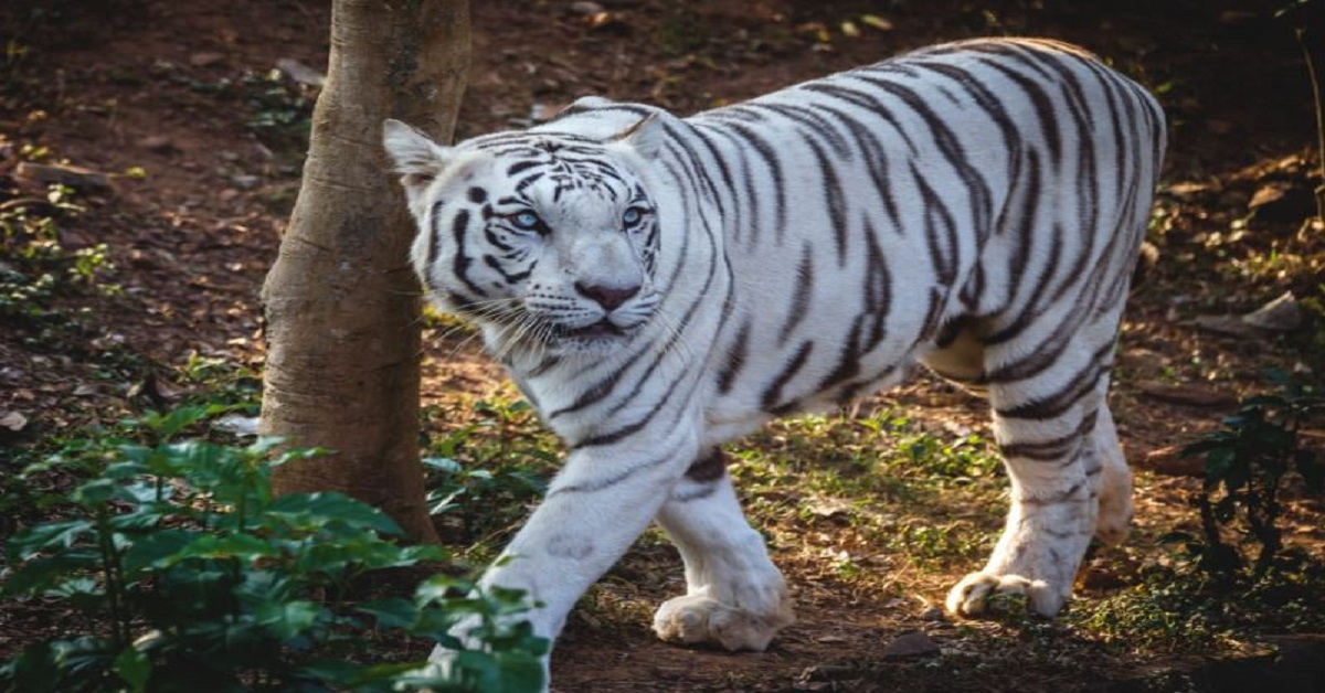 white tigress sneha dies
