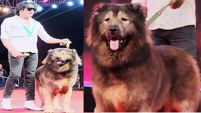 Million Which Dog Breed Is The Most Expensive Best Most Costliest