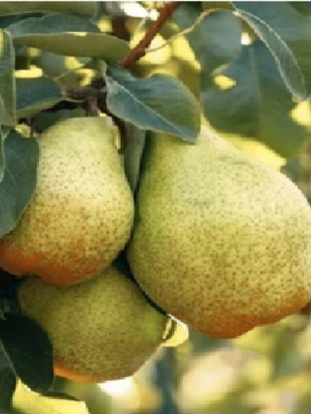 Pears: The Sweet Superfruit Backed by Science – 5 Health Benefits You Need to Know