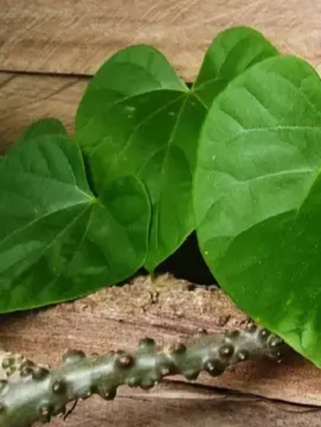 Amazing Health Benefits Of Giloy