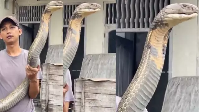 Video of Youth Casually Holding a Standing King Cobra