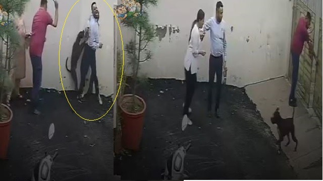 Couple Injured in Pitbull Attack in Patiala While Inspecting Property, Watch