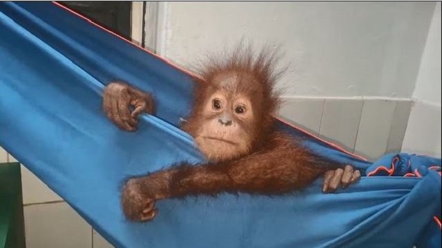 Rescued Orangutan Develops Fever, Nandankanan Zoo on Alert