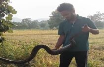 Ravi Kishan’s viral meme line gets its own song