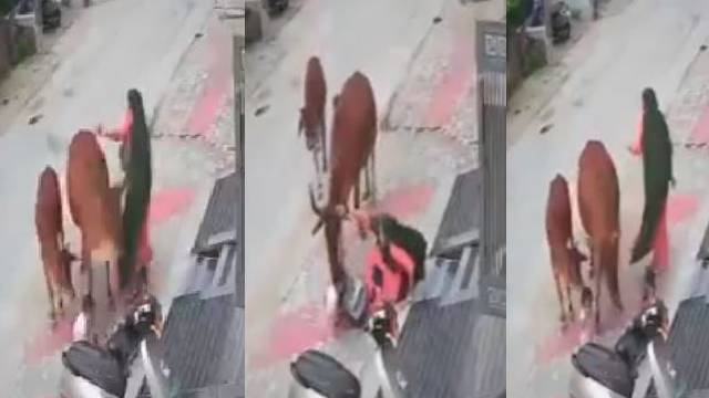 Stray cow attacks 3-year-old boy in Rajasthan, mother and boy injured