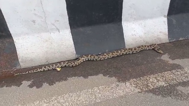 Python spotted on Vani Vihar Overbridge in Bhubaneswar, watch